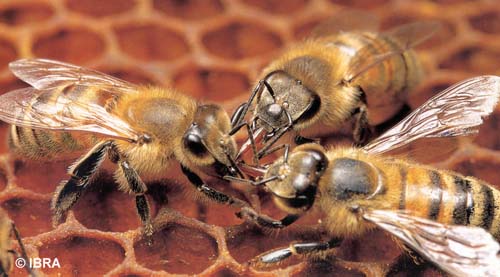 honeybees on comb