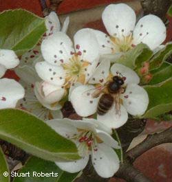 honeybee on pear blossoms