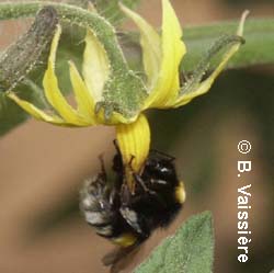 bumblebee on tomato flower