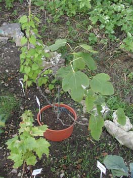 Fig plant