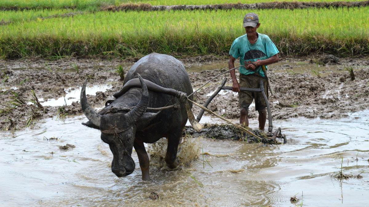 Farmer ploughing a paddy field with a bull.