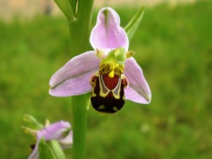 Bee orchid (Ophrys apifera) in flower