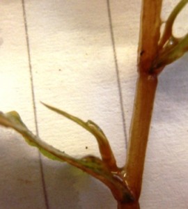 Potamogeton crispus stipule at lead base