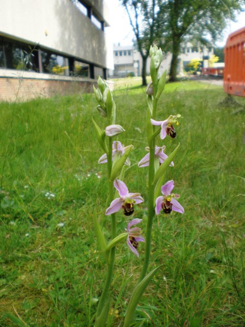 Ophrys apifera growing on campus