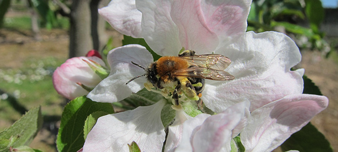 Crop pollination image