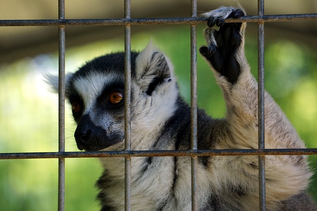 Lemur in a wire-framed pen