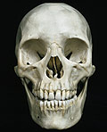 A Skull