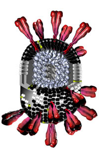A computer model of the SARS virus