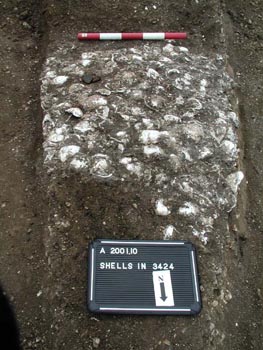 deposit of oyster shells revealed when removing layers associated with Building 1