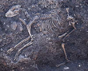The Dog Skeleton in situ