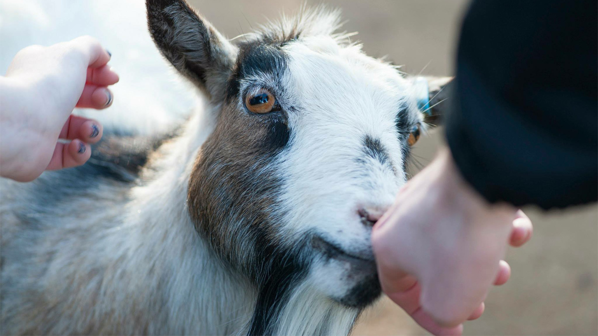Goat being pet