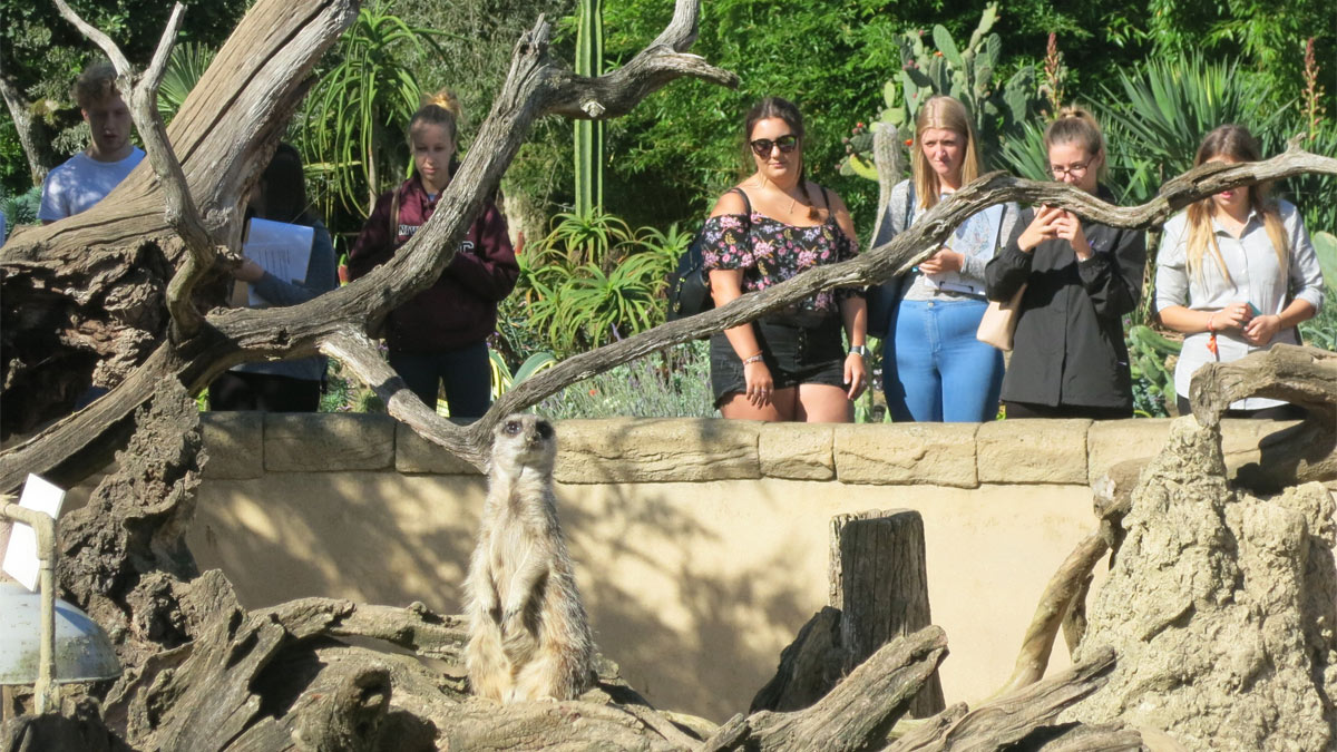 Meerkat in a closure