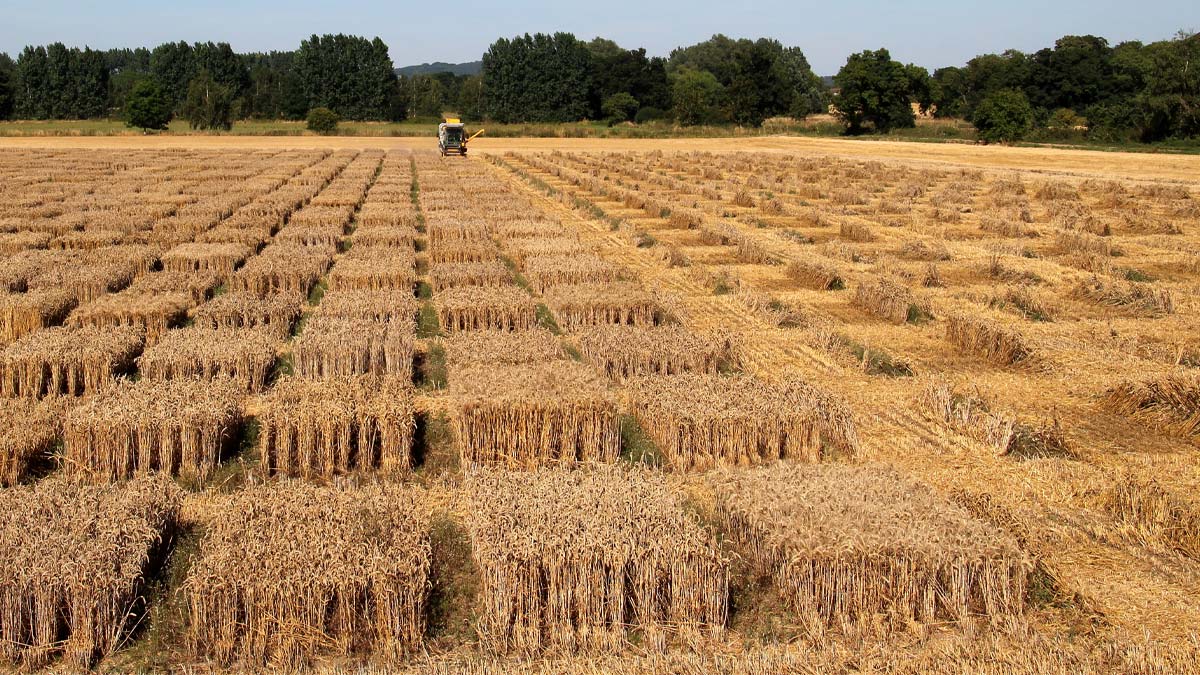 Arable crops freshly ploughed by a combine harvester.
