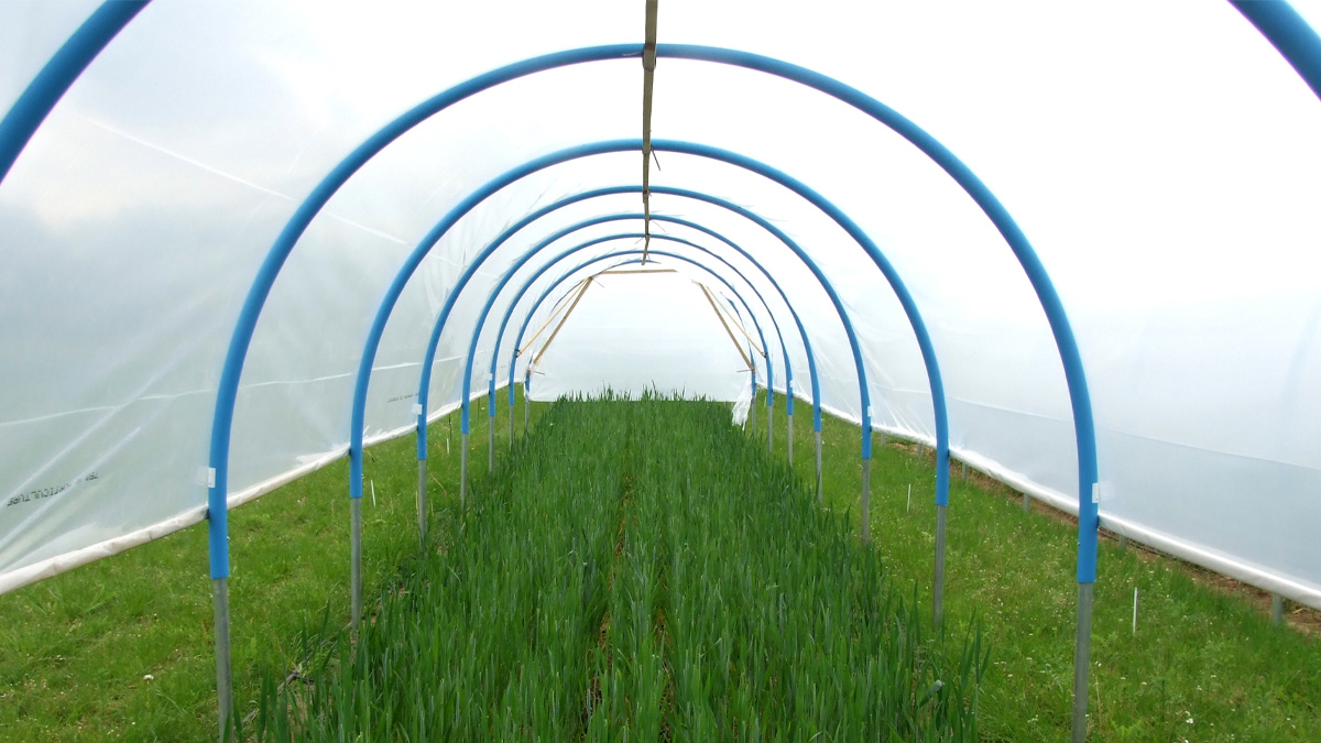 A large polytunnel containing some crops.