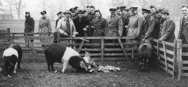 Black and white photograph of American airmen (who were based in Reading during the Second World War) learning about pigs on one of the University's farms.