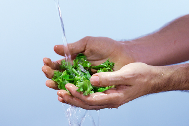 A person's cupped hands holding green salad as water flows over it