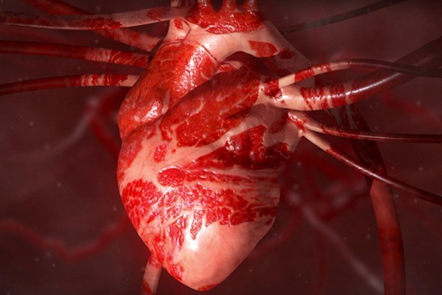 image of a human heart 