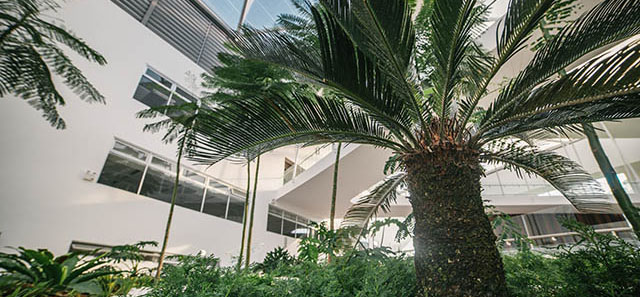 Palm tree inside the Heartspace
