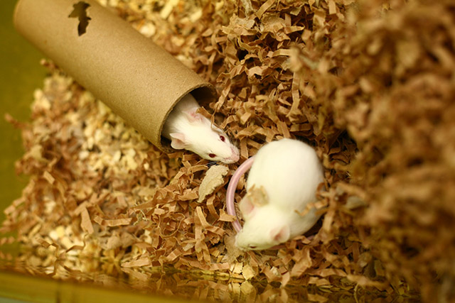 Mice in a research facility