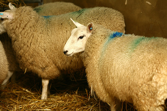 Sheep in animal research facility