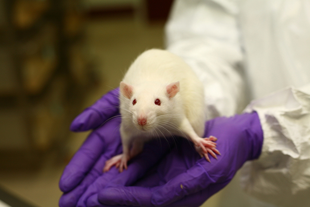 Mouse in animal research facility