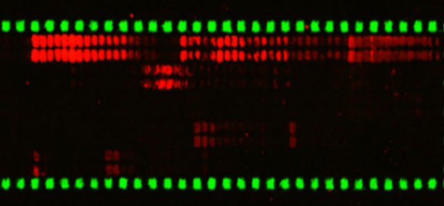Mapping antibody responses to a test vaccine using peptide arrays. Each dot is a tenmer peptide overlapping its neighbour by one amino acid.