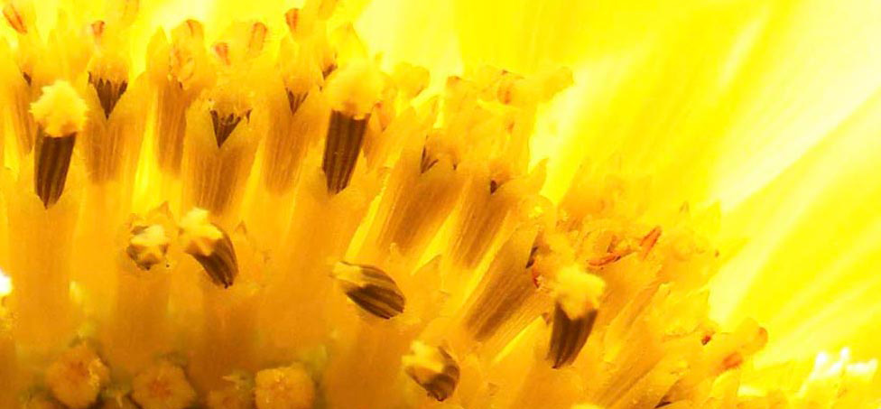 Sunflower pollen