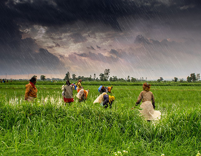 Tea pickers work during a monsoon