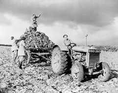 Black and white image of a tractor towing straw, and women working around it.