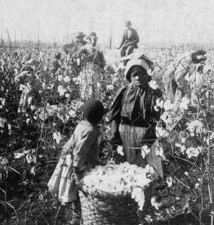 A woman harvesting cotton