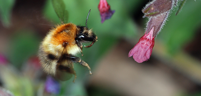 Driving National and International Policy to Safeguard Pollination Services