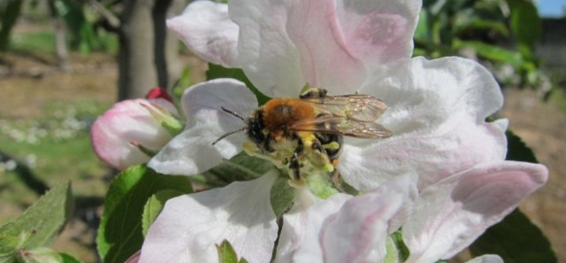 A bee pollinating on a pink and white flower