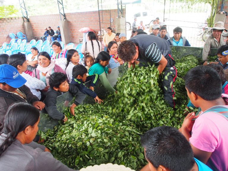 People handling a large pile of coco leaves
