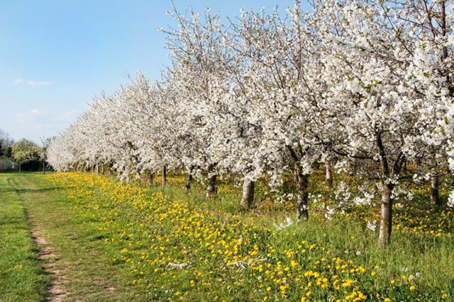 Sunlit orchard in blossom