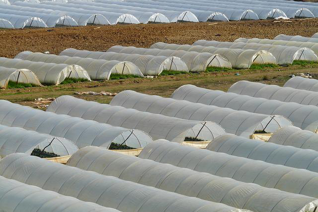 A series of polymer tents to protect crops in a field