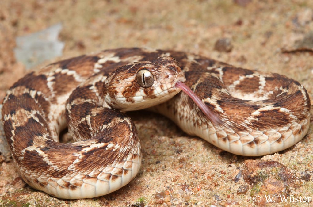 Reading research is helping people in India avoid deadly snake bites