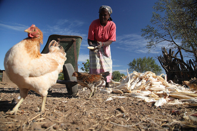 African chicken farmer