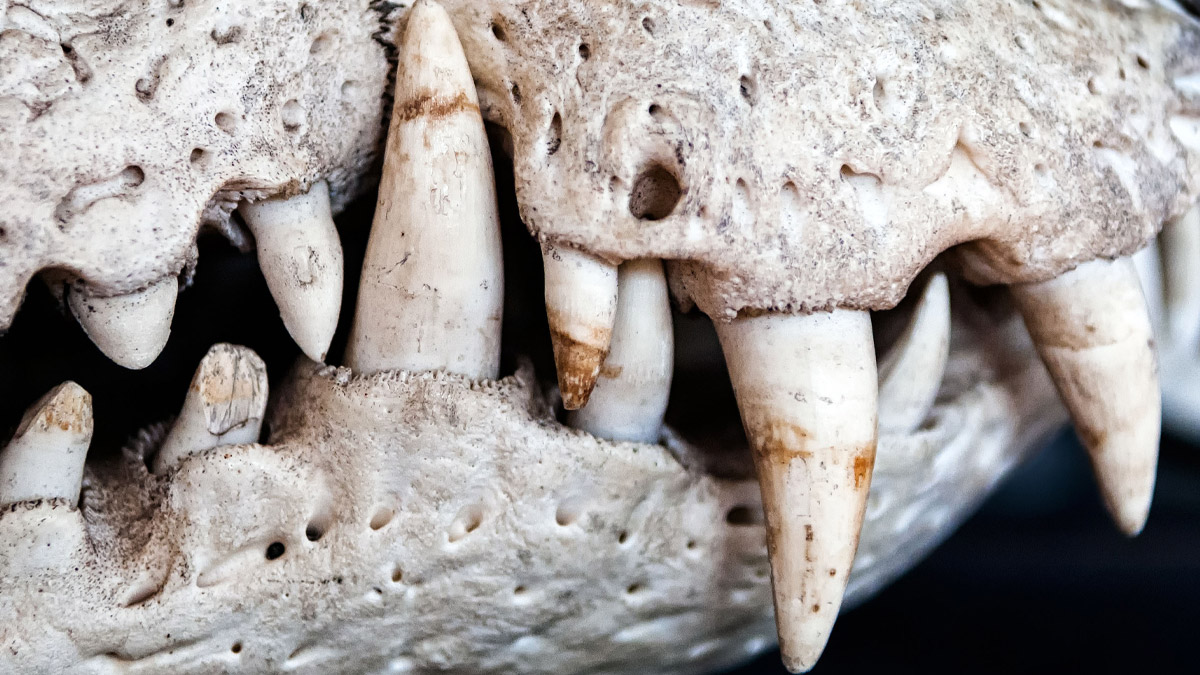 Close up of the teeth and jaw of a crocodile skull