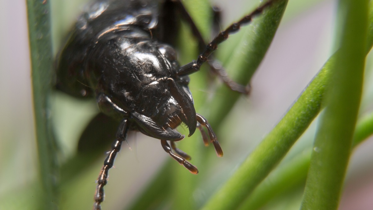 A black beetle on a leaf