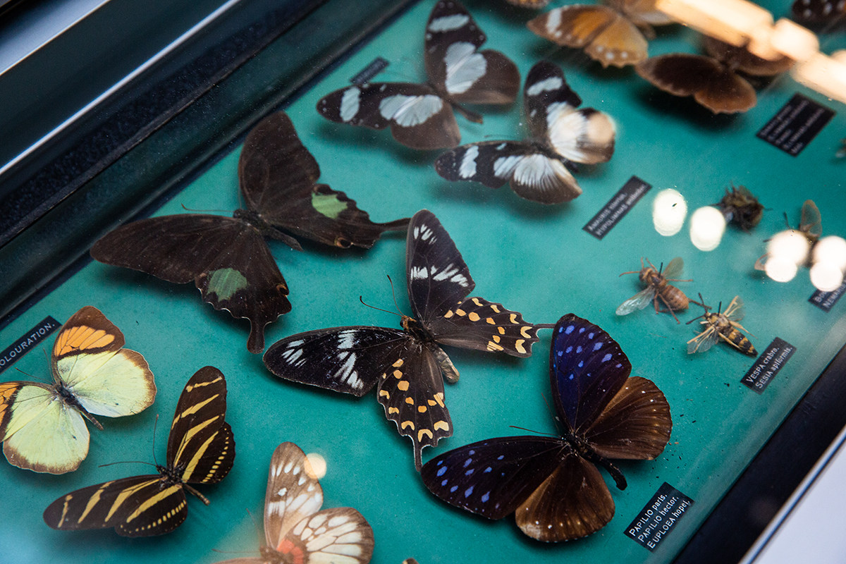 A collection of preserved butterflies
