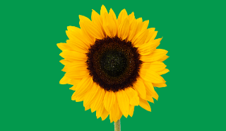 Green background, with image of sunflower.
