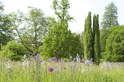 meadow at the University of Reading