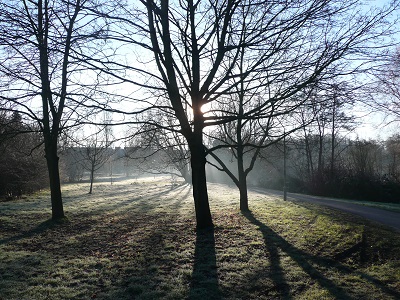 university of reading trees in mist