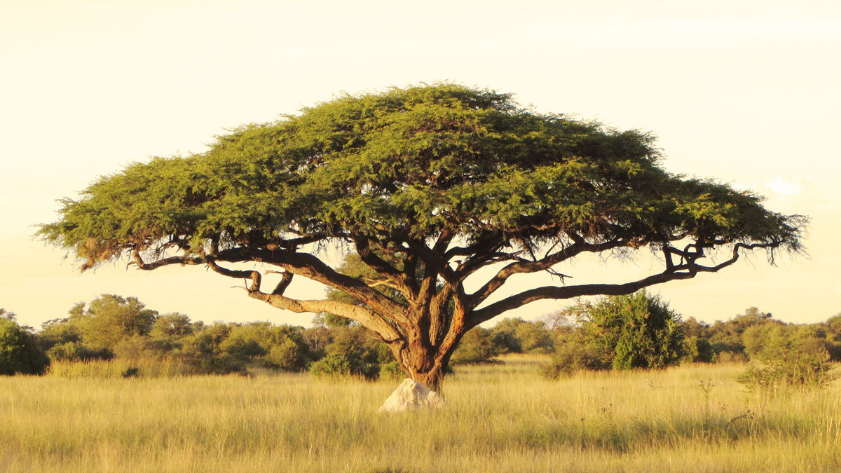 Photograph of an acacia tree