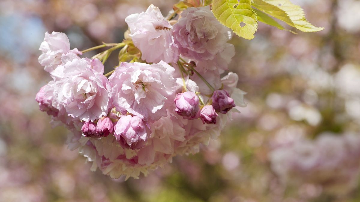 Close-up of pink blossom in the Harris Garden