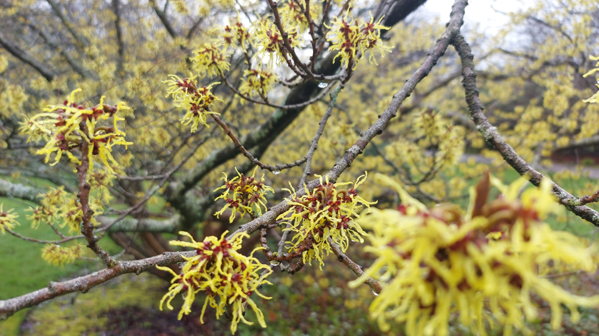 Close-up of flowering yellow tree