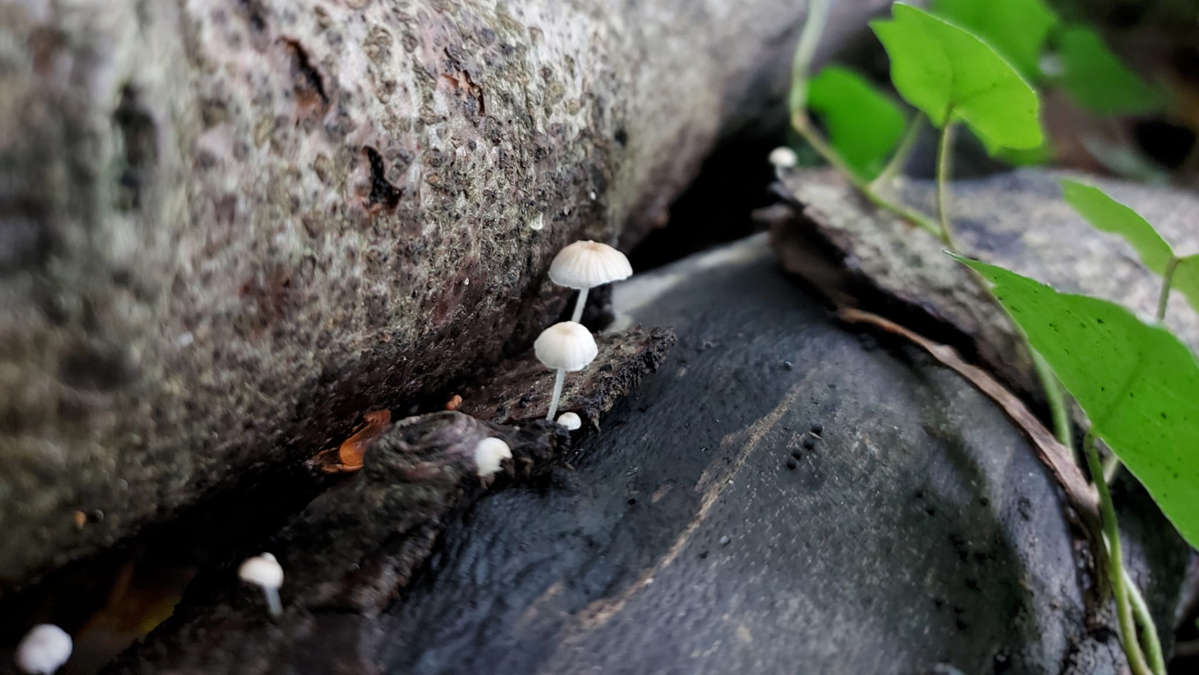 Mushrooms growing on a log