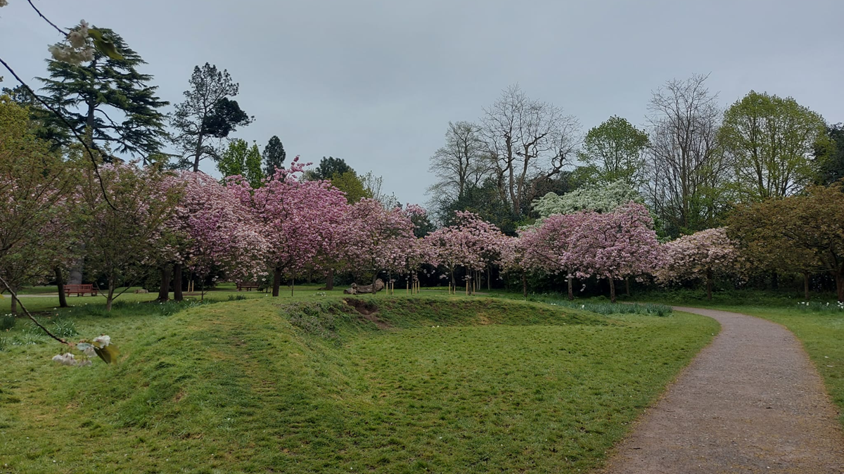The Cherry Bowl