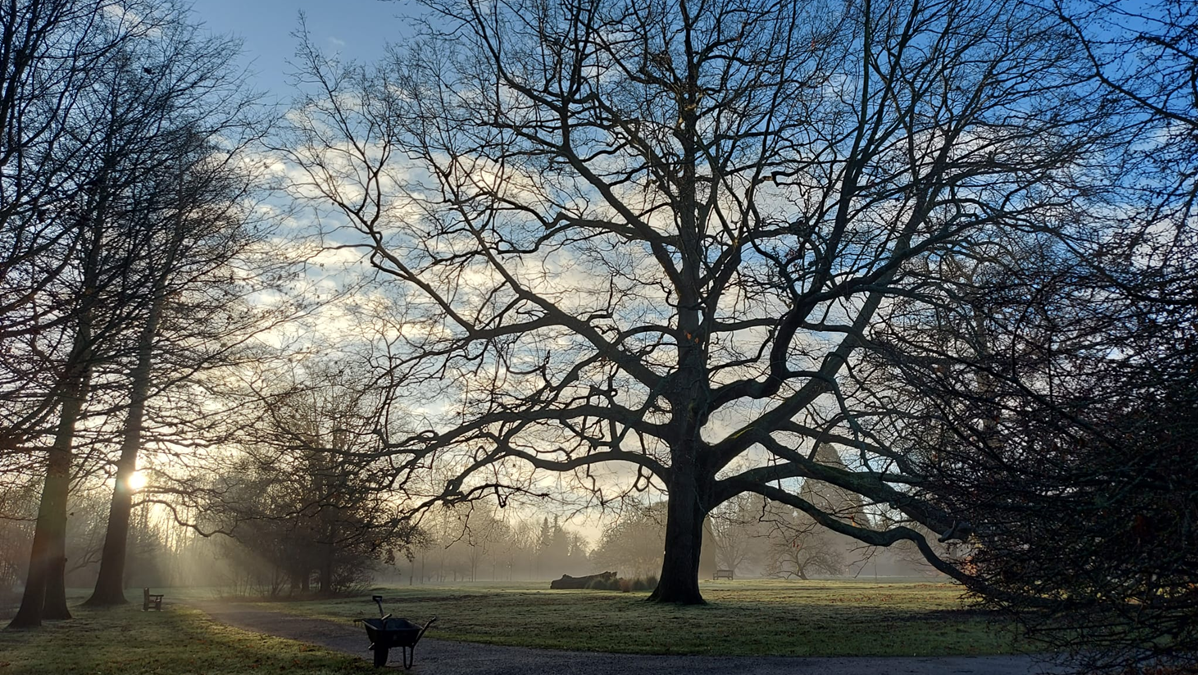 Early morning light and trees in Harris Garden