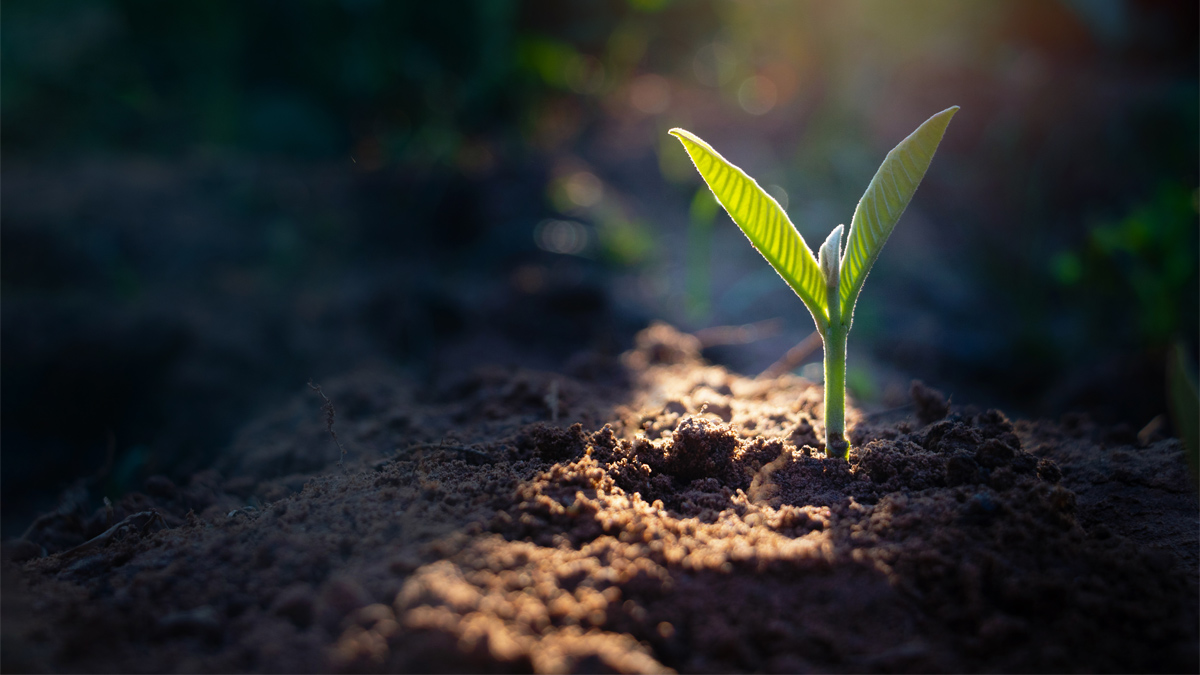 seedling growing in soil